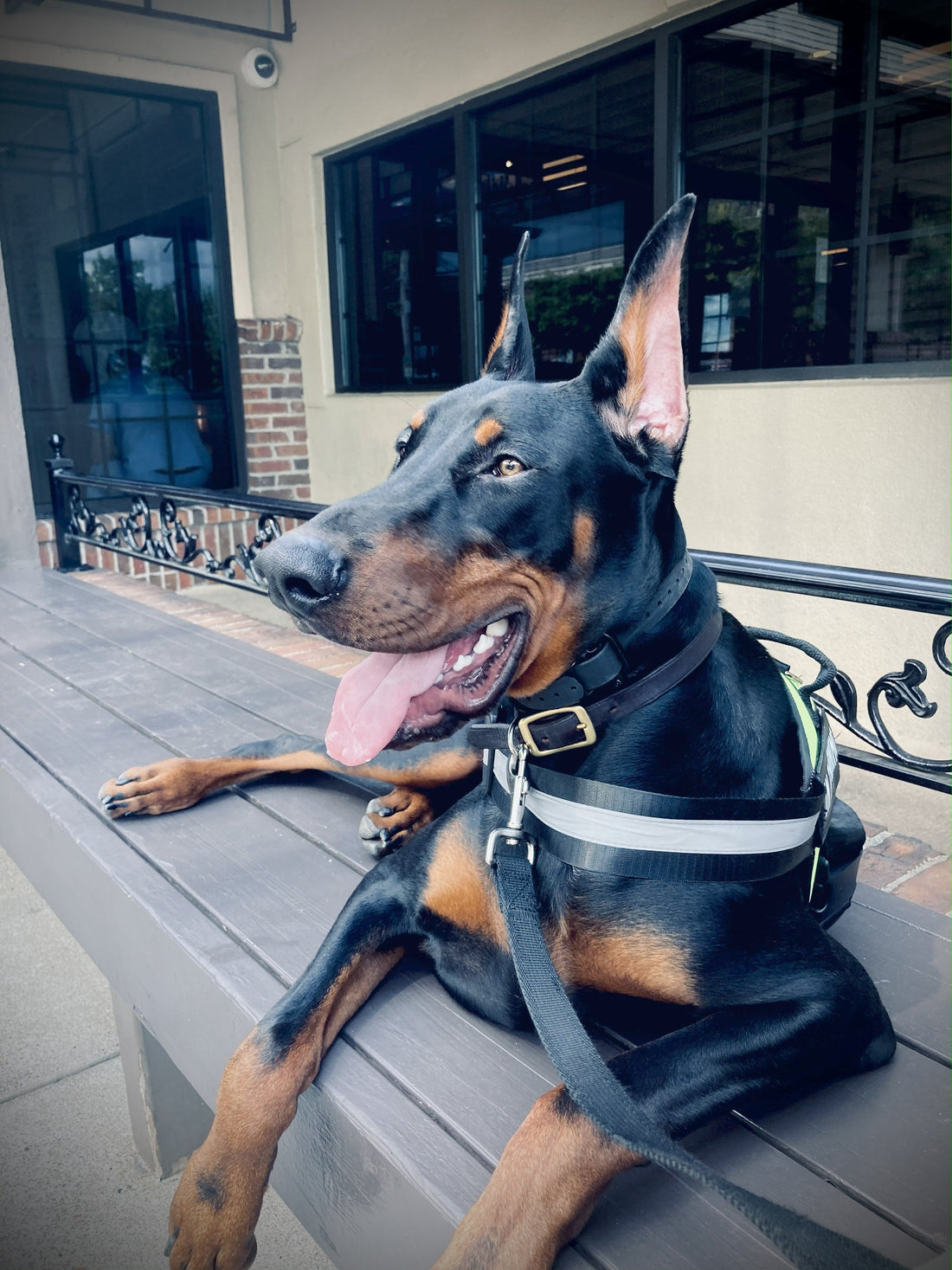Gunther: The Goodest Boy